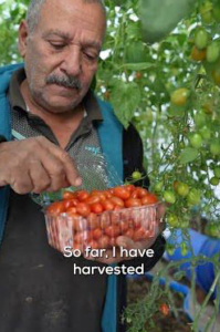 Abu Ali holds fresh tomatoes from his rooftop garden