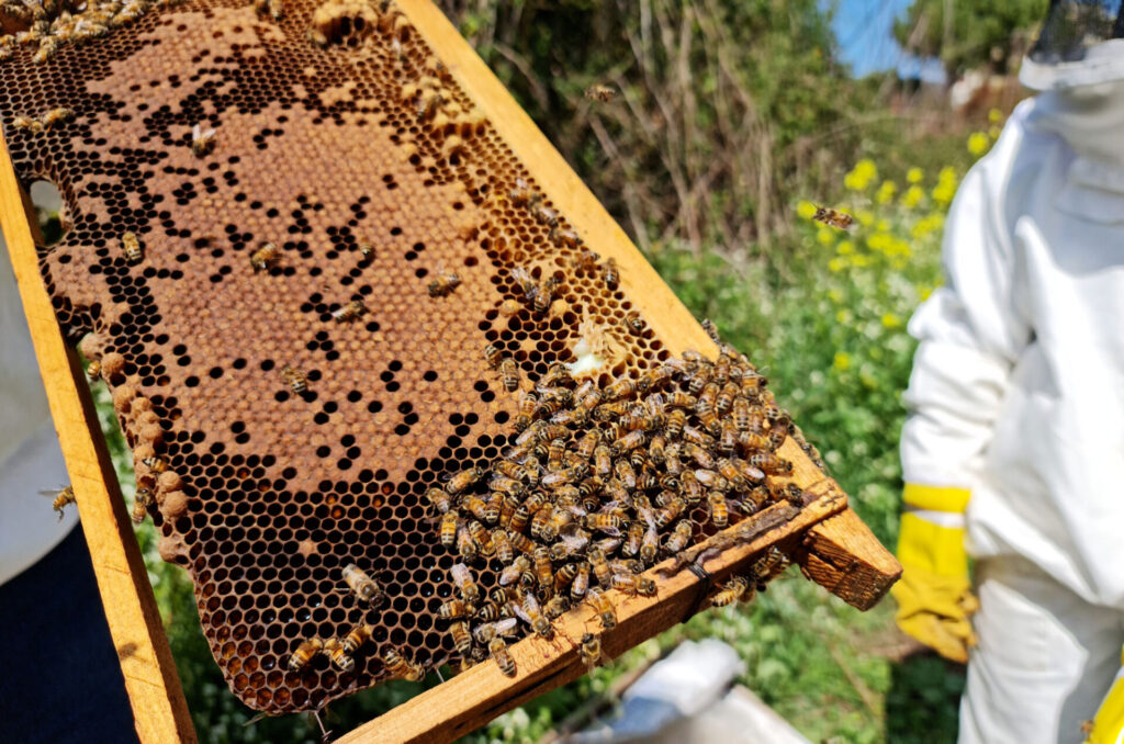 beekeeping, vocational-education, lebanon, 20230321_130134-EDIT