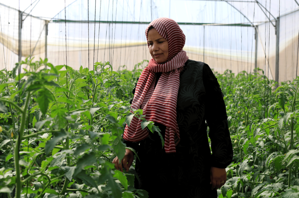 gaza, greenhouse, palestine, agriculture, food-security, 7Y2A5865-EDIT Taghreed in her greenhouse