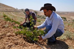 Anera agronomist Naser Qadous inspects grape vines on a West Bank farm.