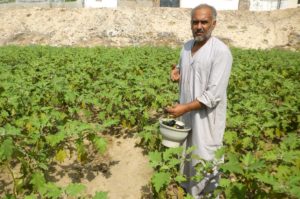 Gaza farmers like Jbeil benefitted from Anera's land restoration program.