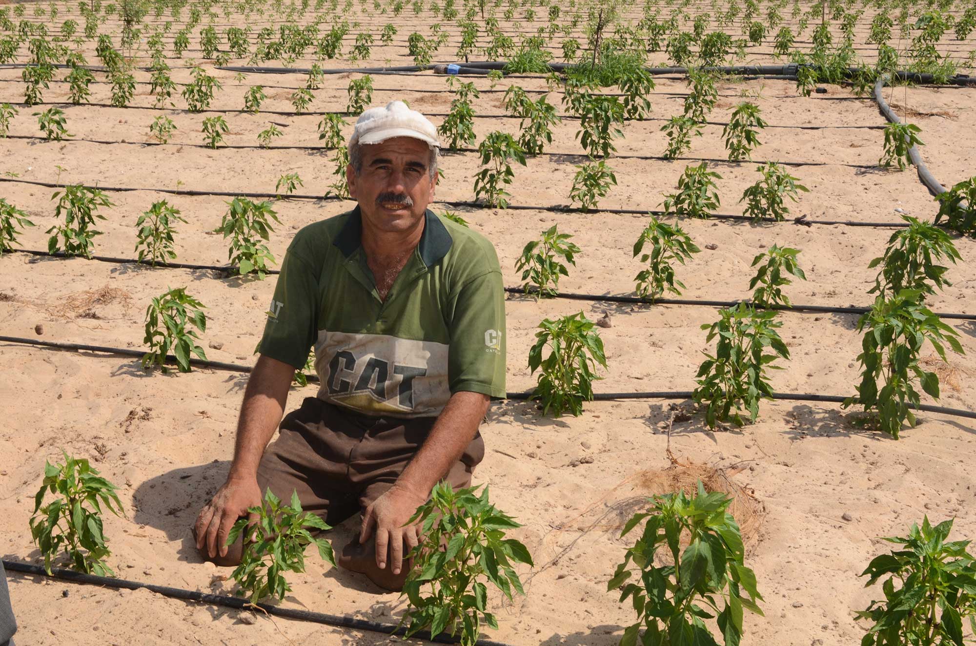 Abu Riyad lost all his crops in the 2014 war. Here he is planting his restored field in August and harvesting in October.