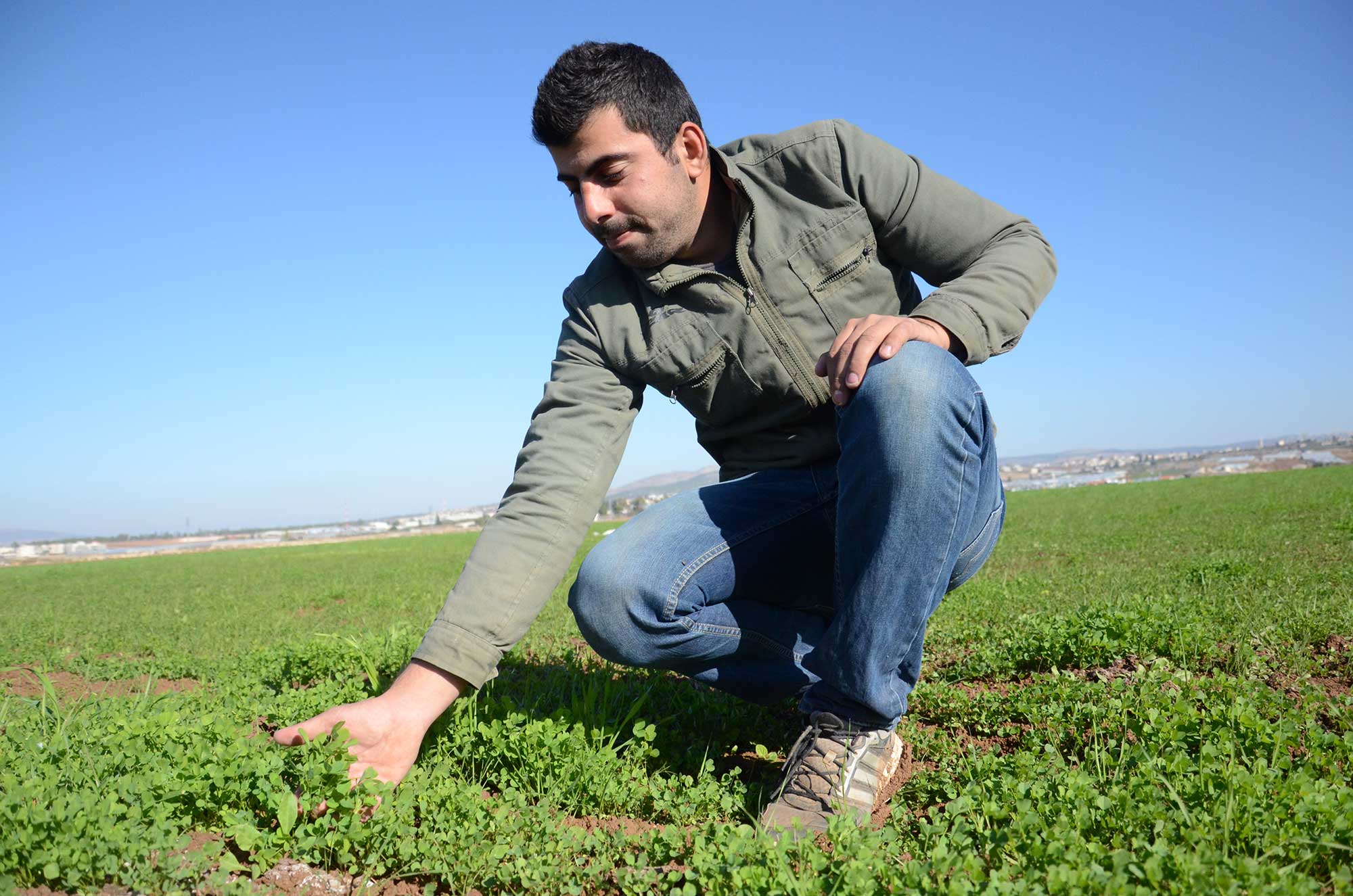 Ahmad’s son, Udai, admires the newly sprouted alfalfa he received from Anera. He’s planted 16 acres of the fodder crop.