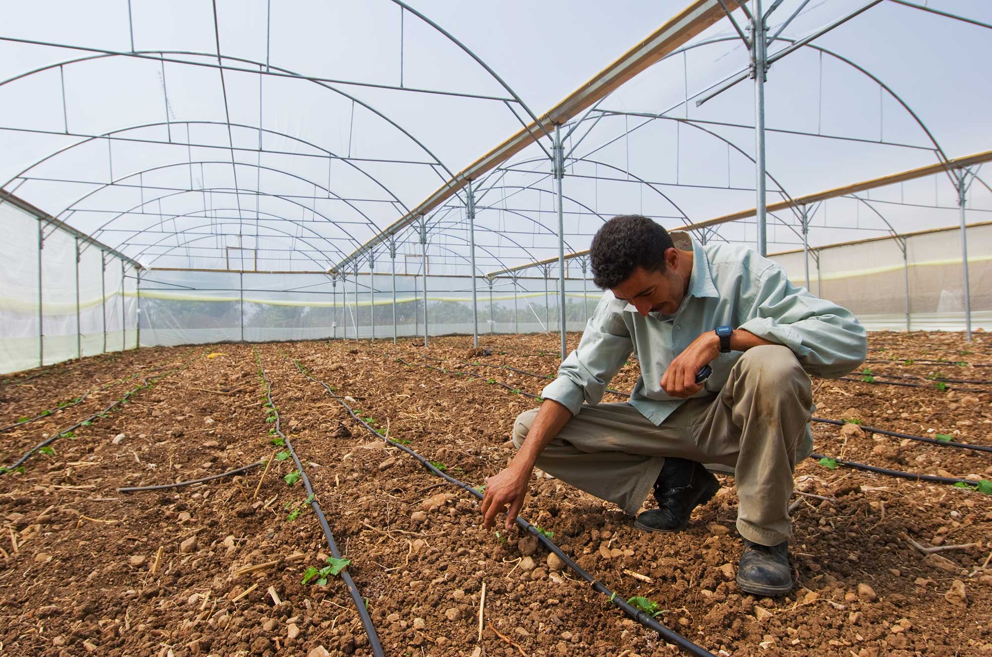 A farmer works in a Qalqiliya greenhouse that Anera built on his land.