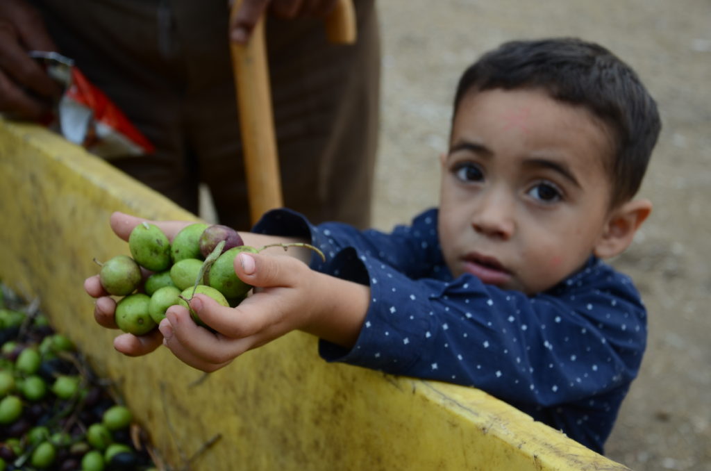 Palestinian boy holds olives