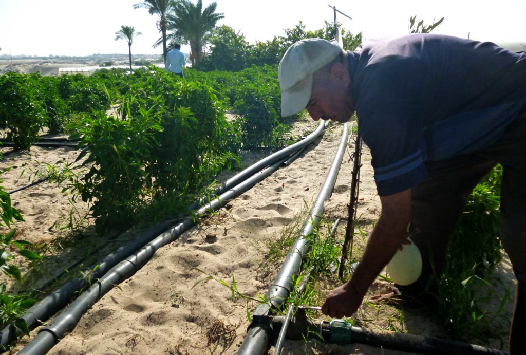 Farmer in Gaza turns on an irrigation pipe that Anera installed in his fields.