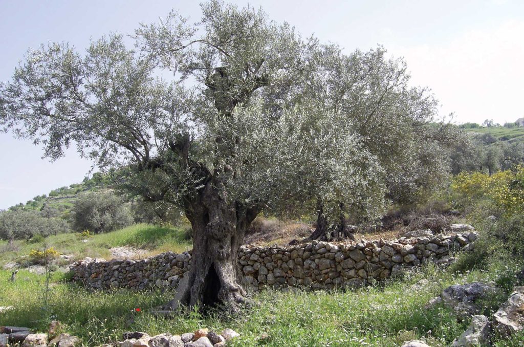 There are many challenges to irrigating farms in Palestine.