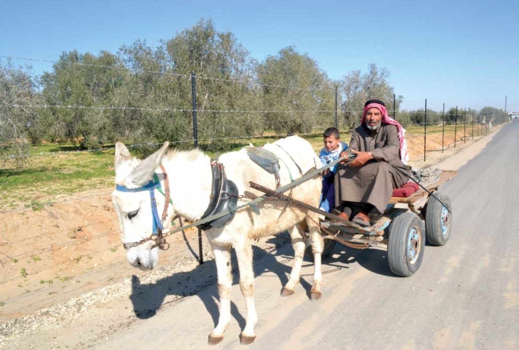 Anera built this road in Gaza to help Palestinian farmers get to the market.