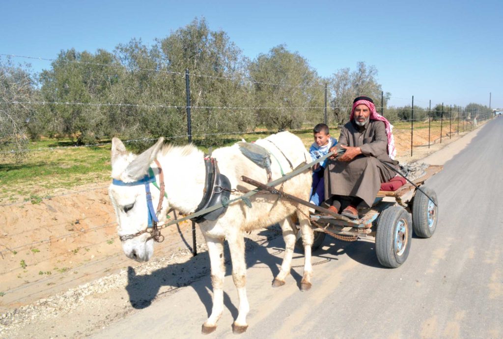 Anera built this road in Gaza to help Palestinian farmers get to the market.