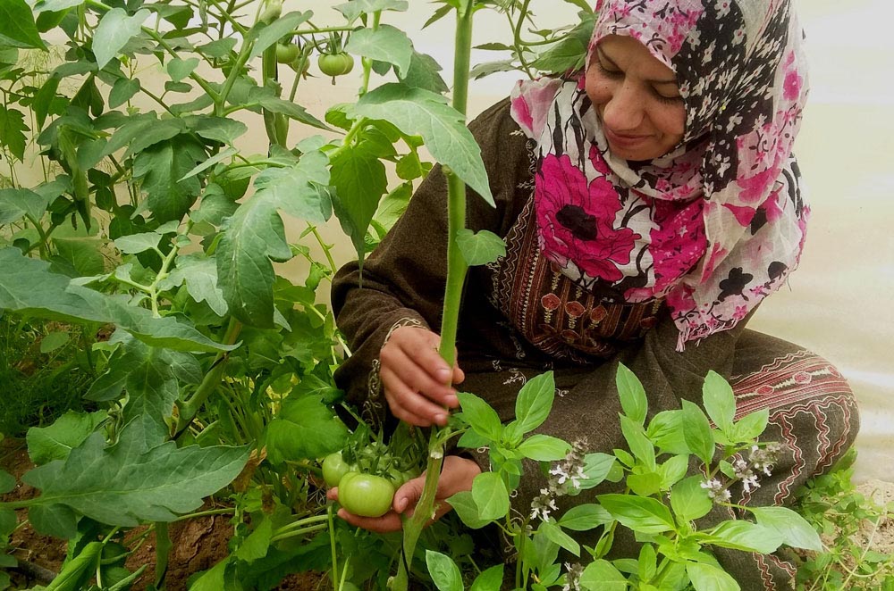 Anera helps restore family farms in Palestine.