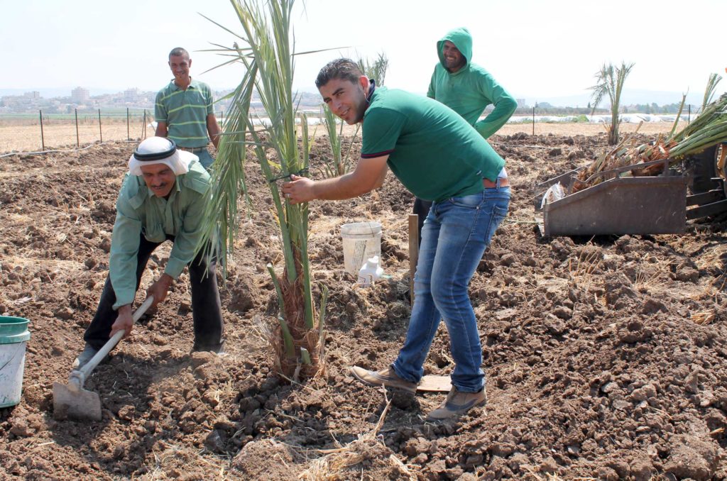 Palestinian farmers, members of an agricultural cooperative, plant trees in Jenin.
