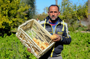 Shaban stands in his Gaza agriculture field with sweet potatoes.