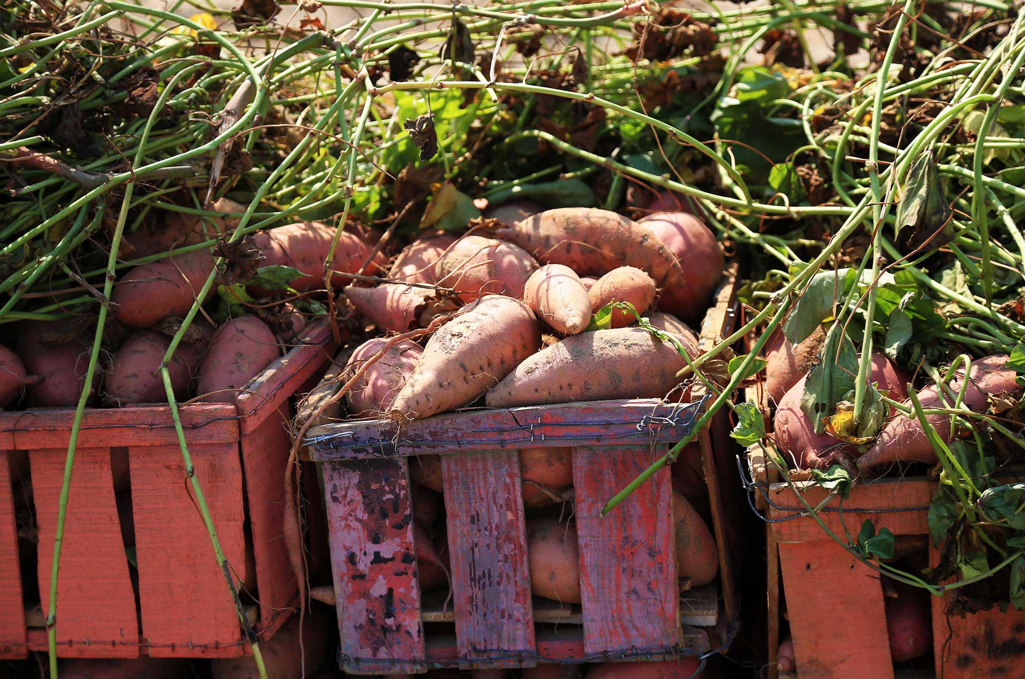 Sweet potatoes have the potential to grow abundantly in Gaza's soil.