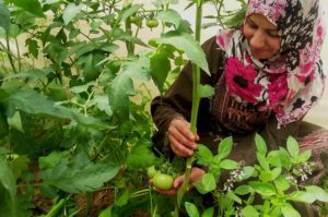Sumaya checks on the tomatoes growing in her new greenhouse, provided by Anera.