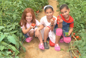 Kamel's children wear their new Crocs everywhere, including in the greenhouse when they pick tomatoes for dinner.