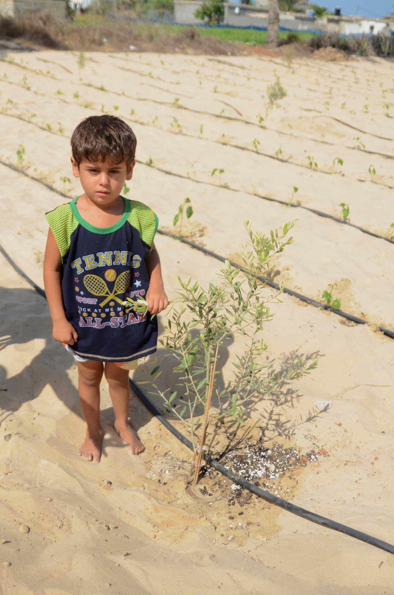 REVIVING-GAZA-2 The family is delighted that their crops are growing, like this olive sapling.