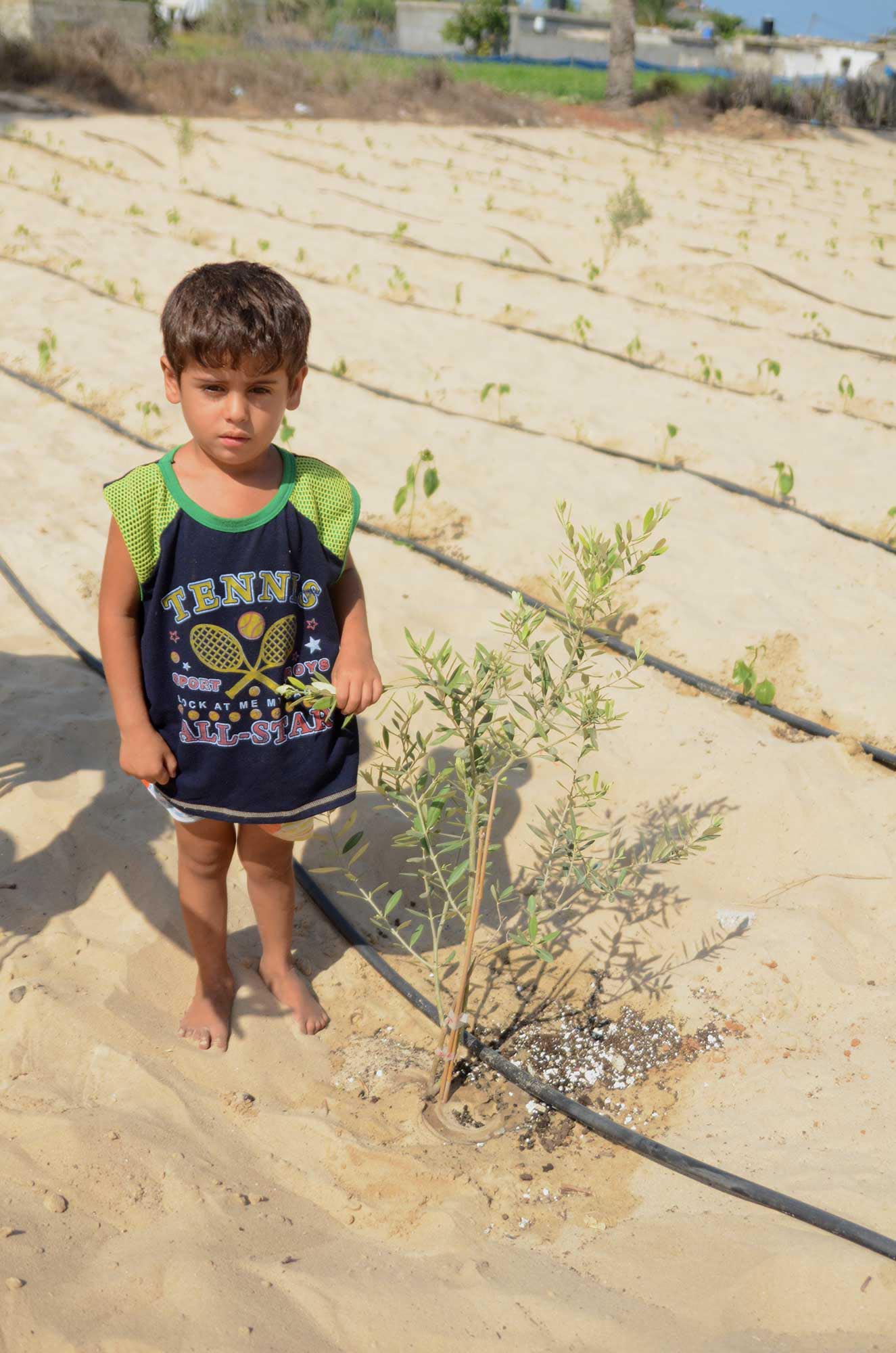 The family is delighted that their crops are growing, like this olive sapling.