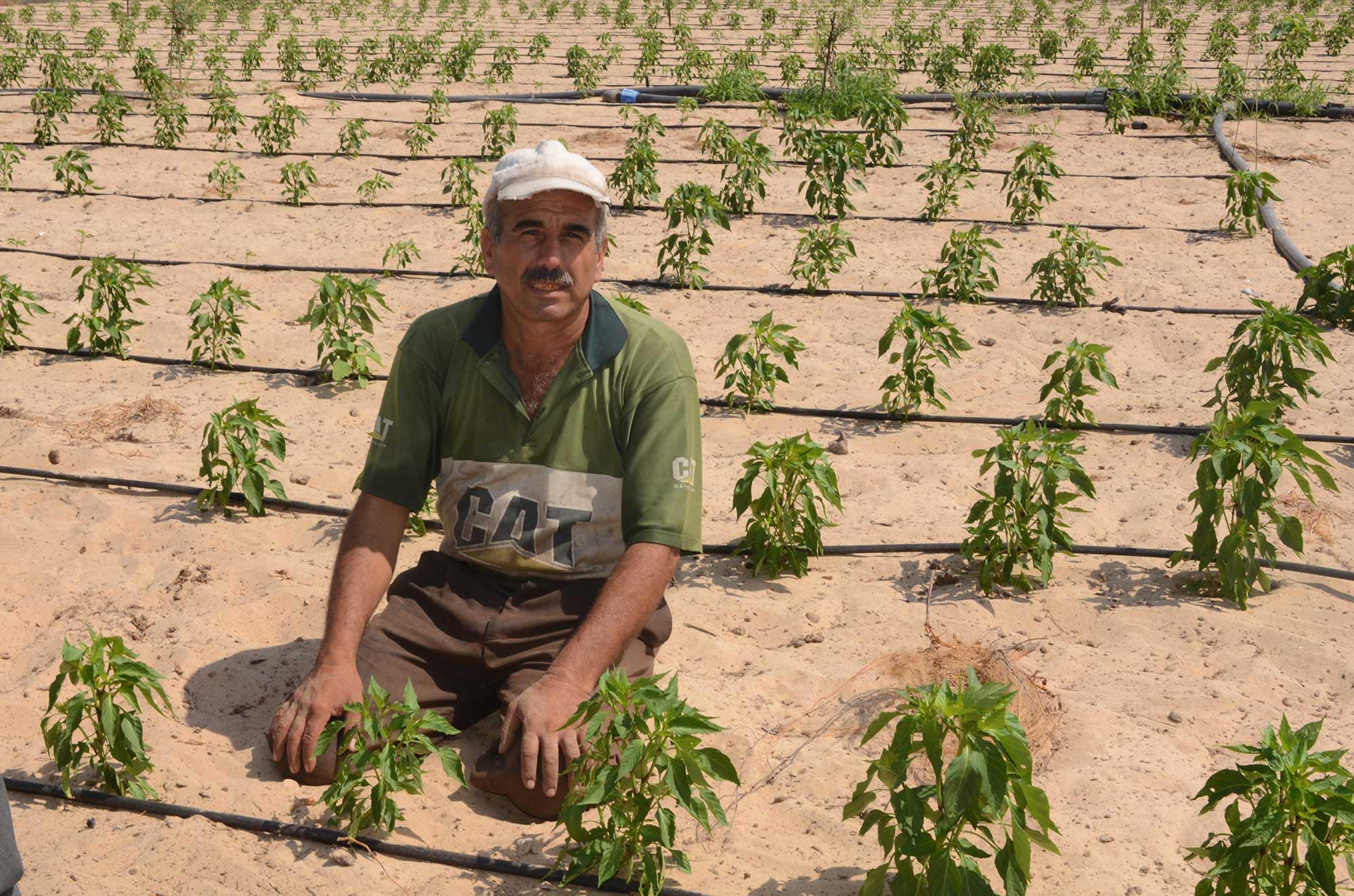REVIVING-GAZA-4 Abu Riyad lost all his crops last summer due to the fighting. Anera has helped him replant this year.