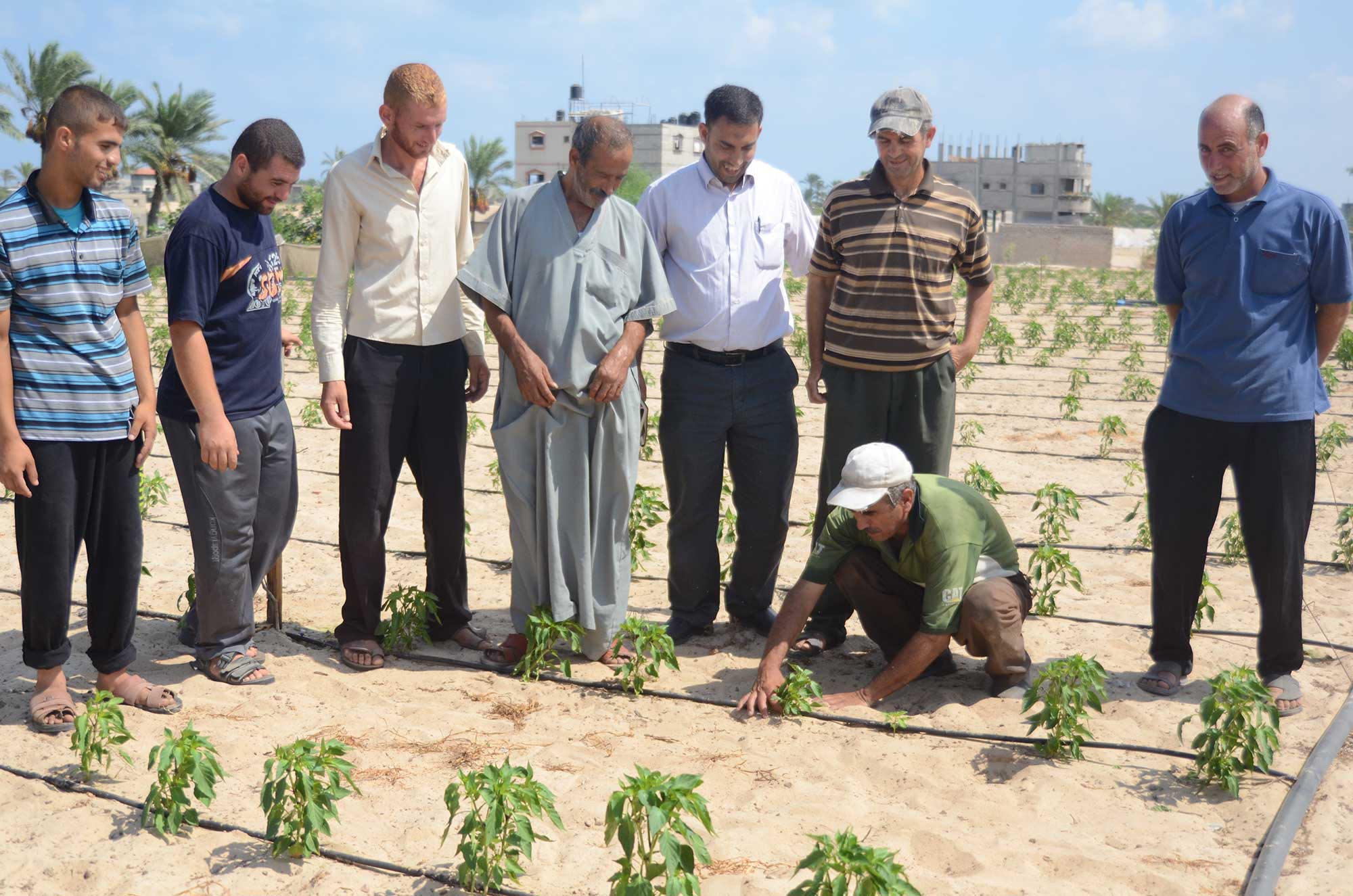 REVIVING-GAZA-5 Sharing knowledge from one farmer to another is a vital part of Anera’s agriculture programs in Palestine.