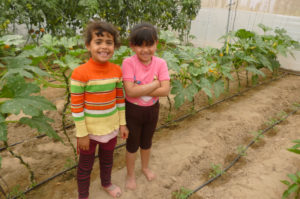 Gazan sisters Fola and Abeer love to help pick vegetables in their new greenhouse that Anera delivered.