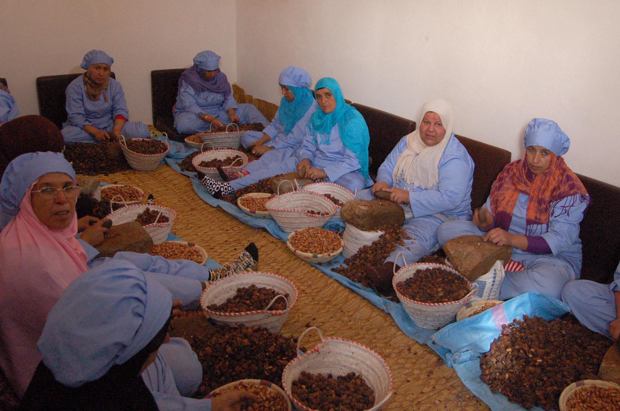 Moroccan women sorting Argan fruits to make oil for cosmetics.