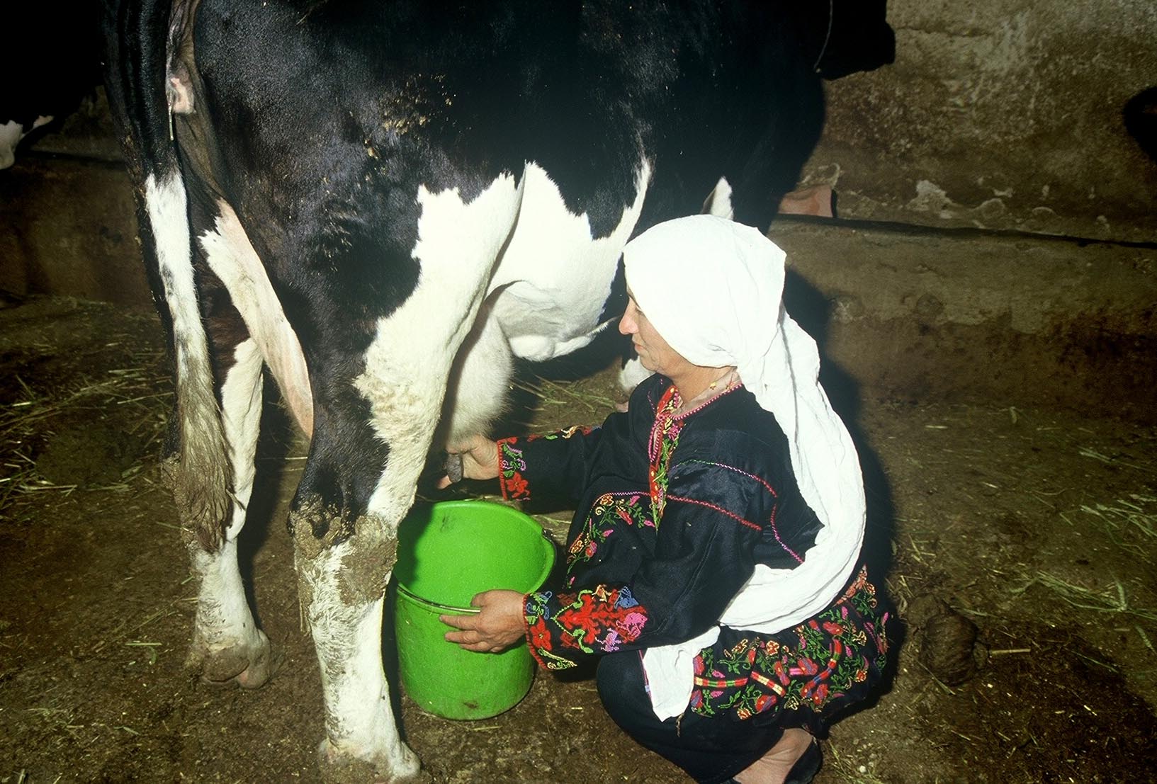 Helping Palestinian dairy farmers.