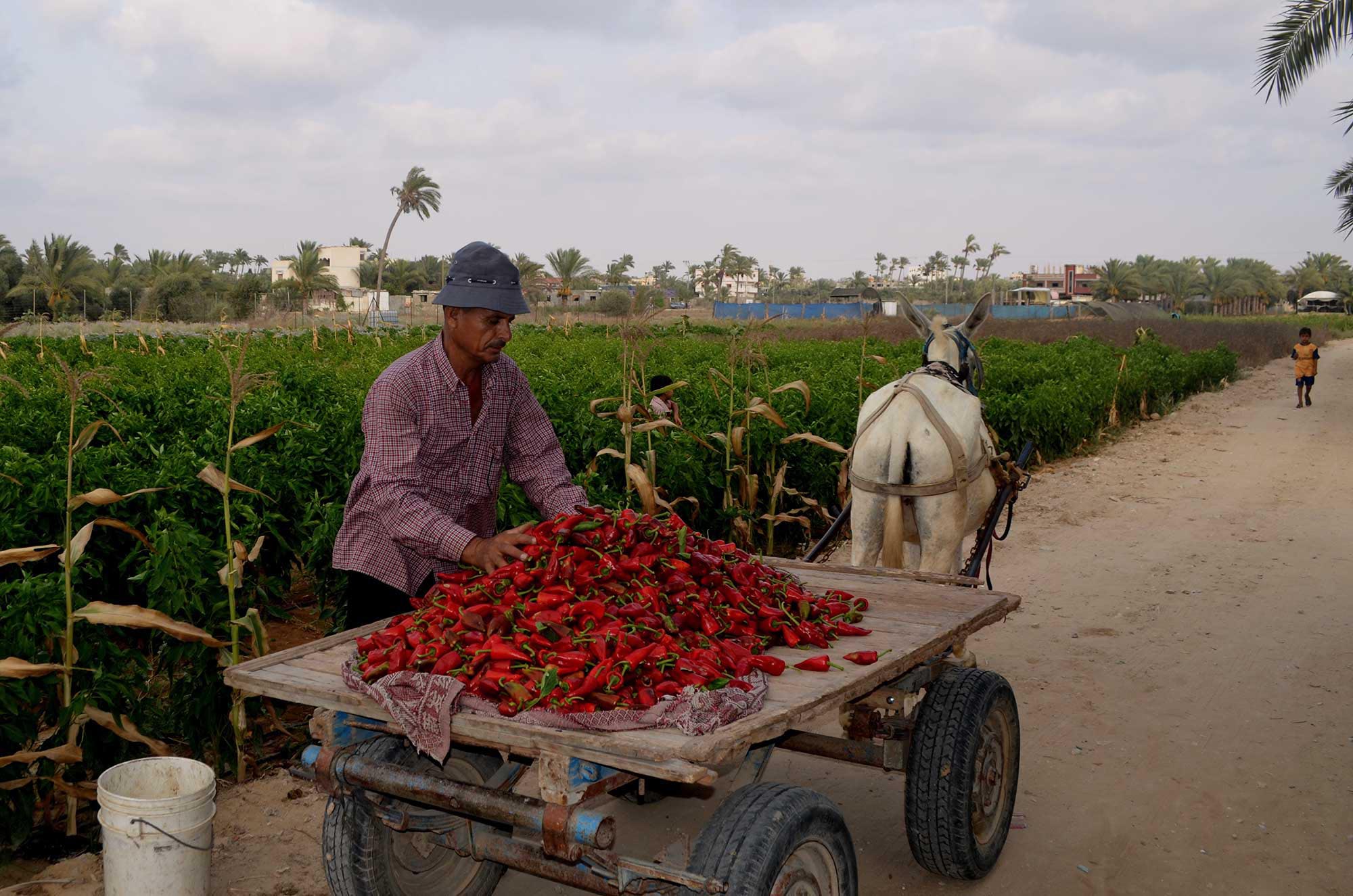 New roads help Gaza farmers access the market to sell their crops.