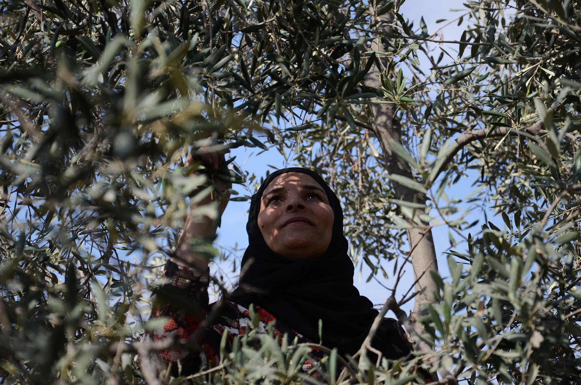 A Palestinian women joins the olive harvest in Tarqumia, West Bank.