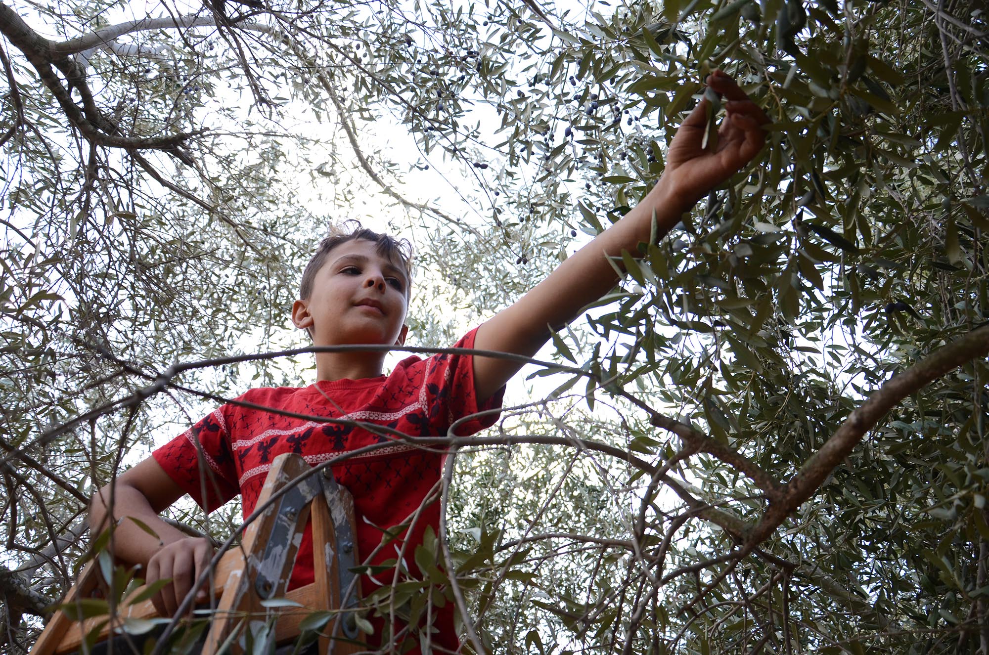 Young Abed climbs to the top of an olive tree in Tarqumia, West Bank.