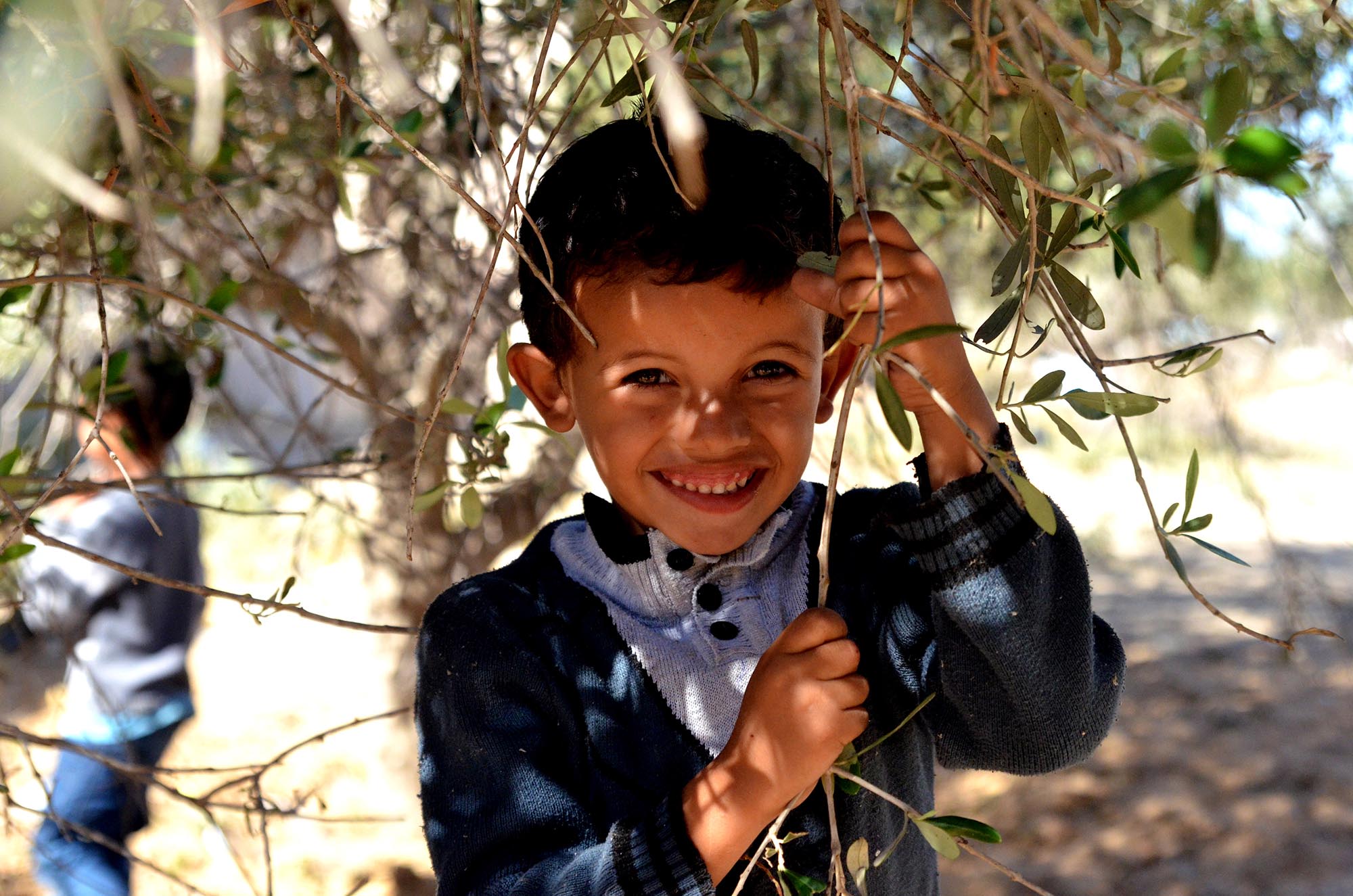 A Palestinian boy plays in an olive grove in Northern Gaza.