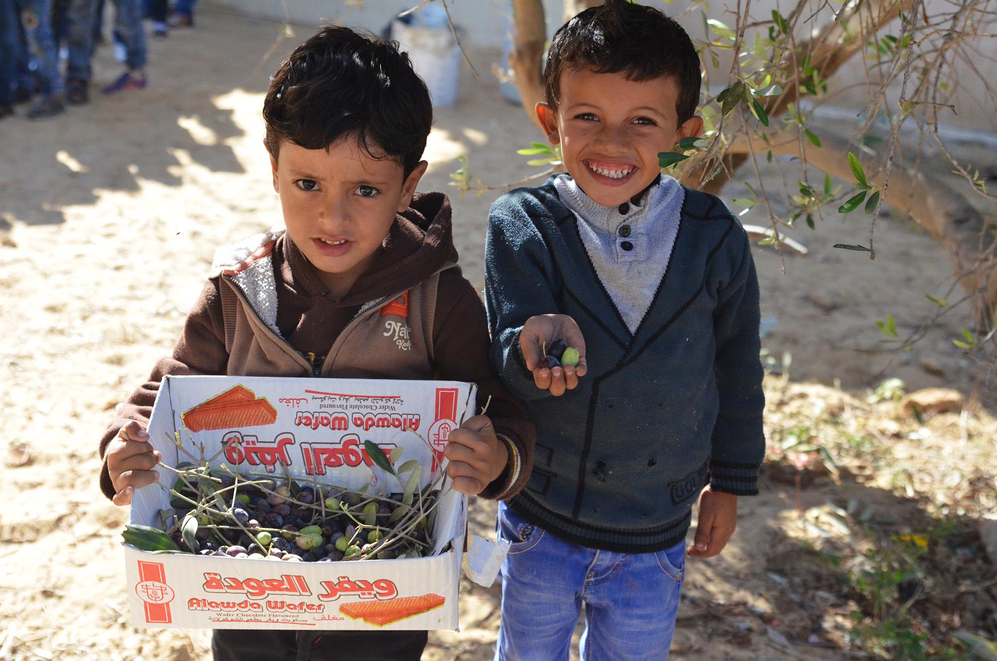 Palestinian boys pick olives in Gaza.