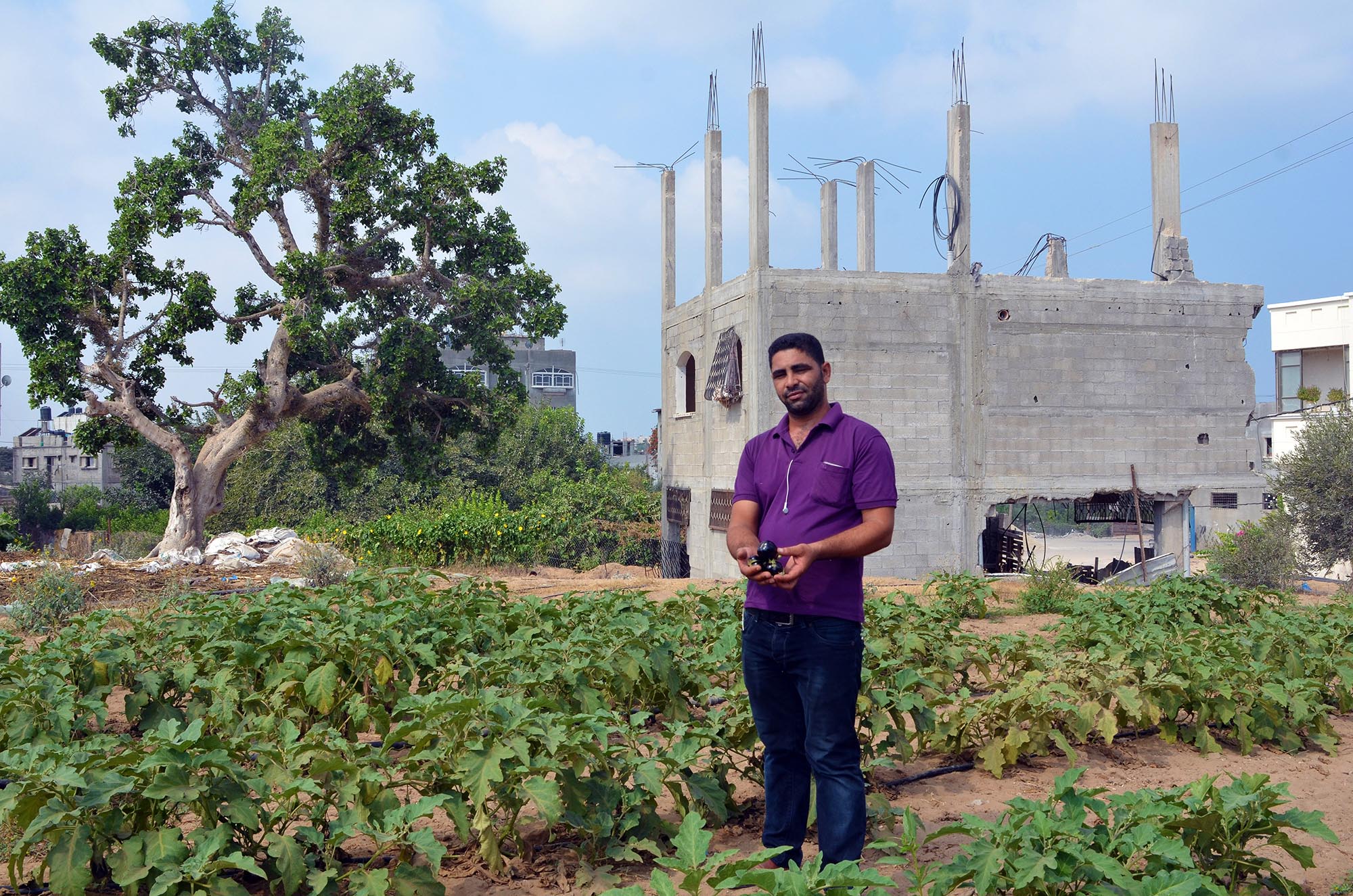 Gaza farmer Maarouf shows his new eggplants.