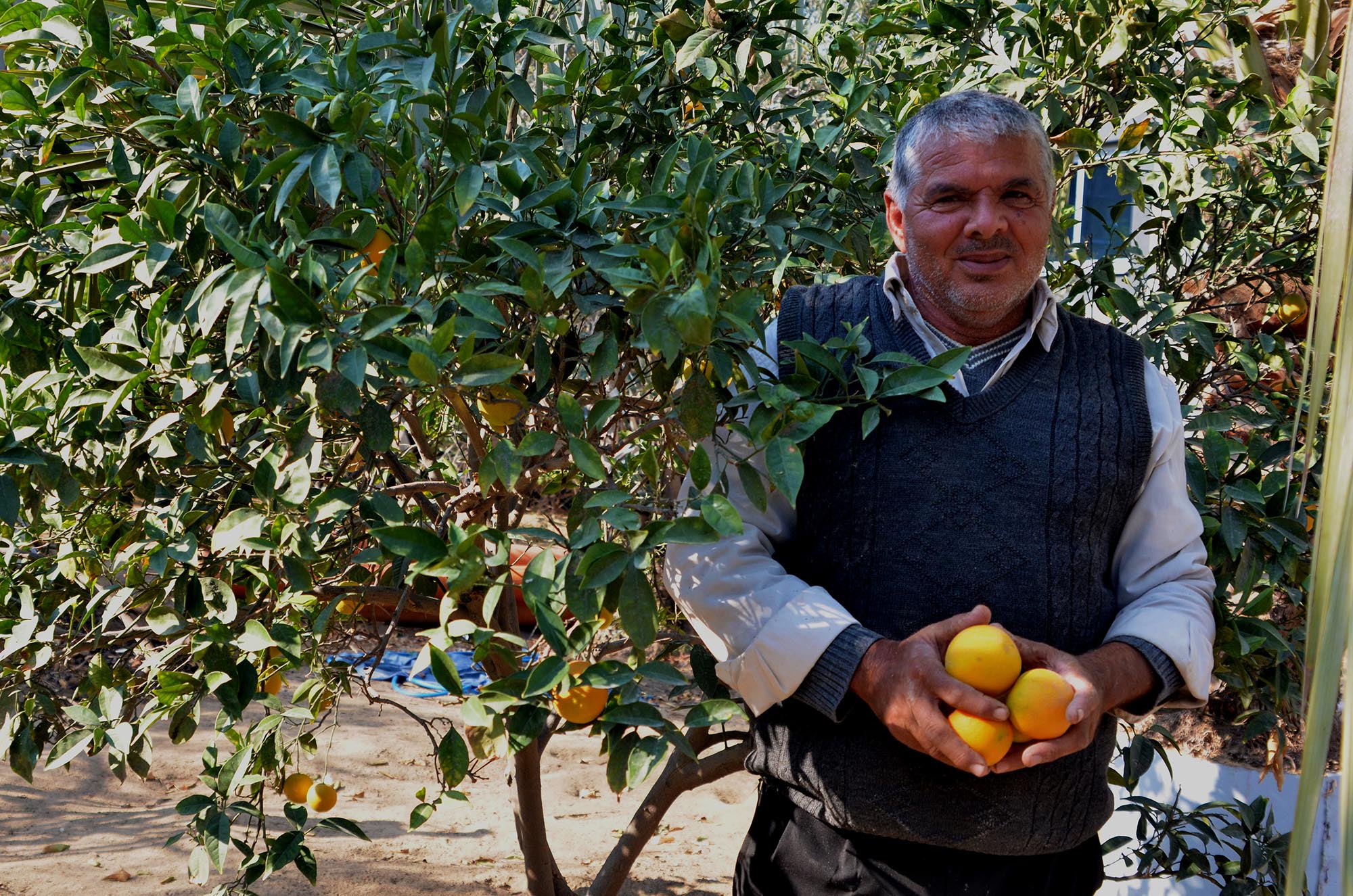Shihab says he is always found under this orange tree in Gaza.