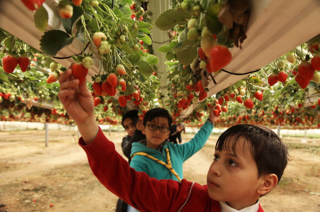 Children pick strawberries on Akram's farm in Beit-Lahia, Gaza