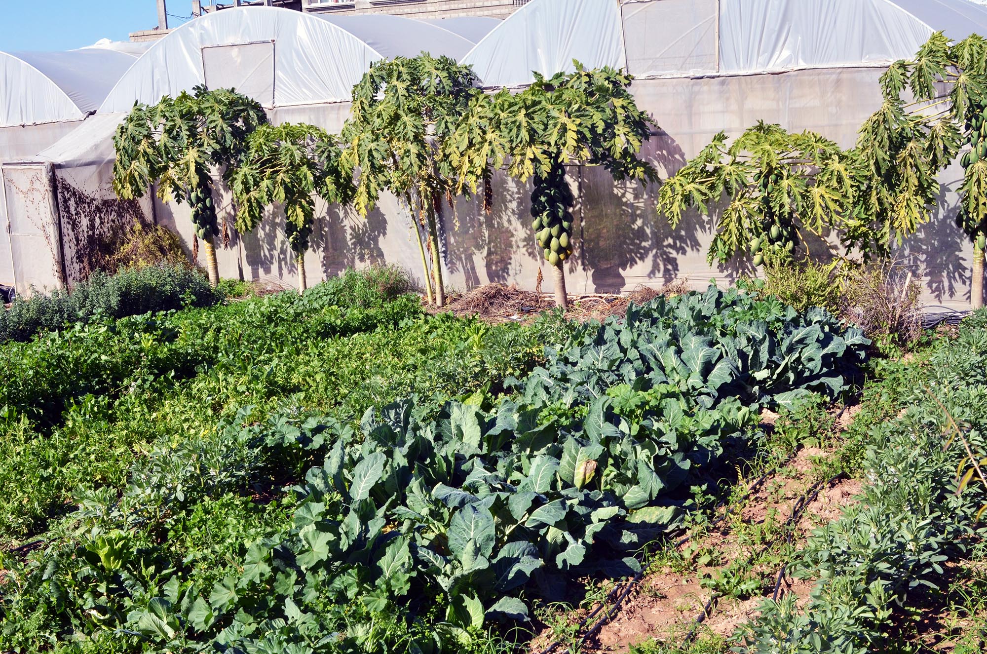 Magdi's Organic Farm, Beit Hanoun, Gaza