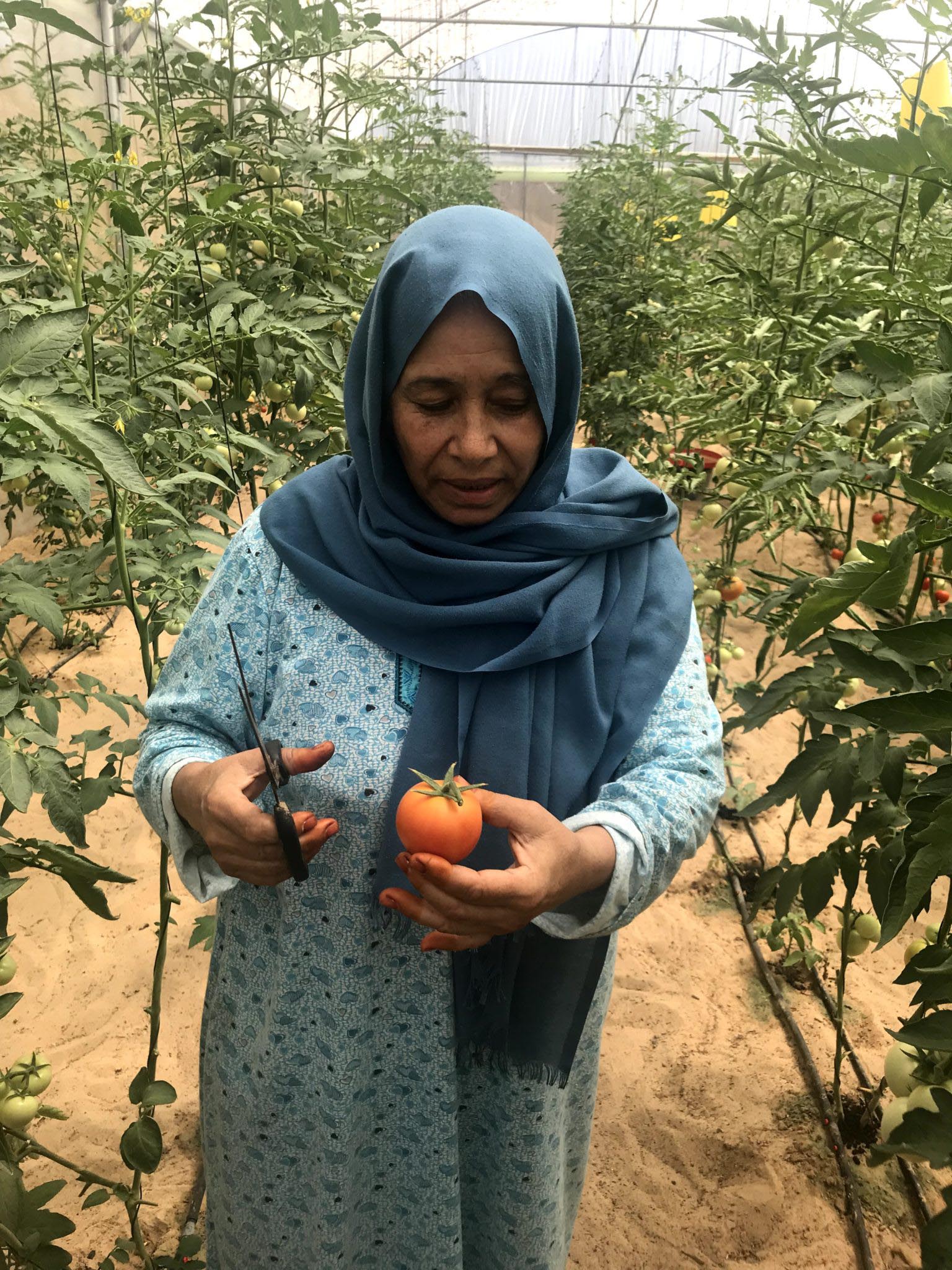 Um Nader with her tomatoes 