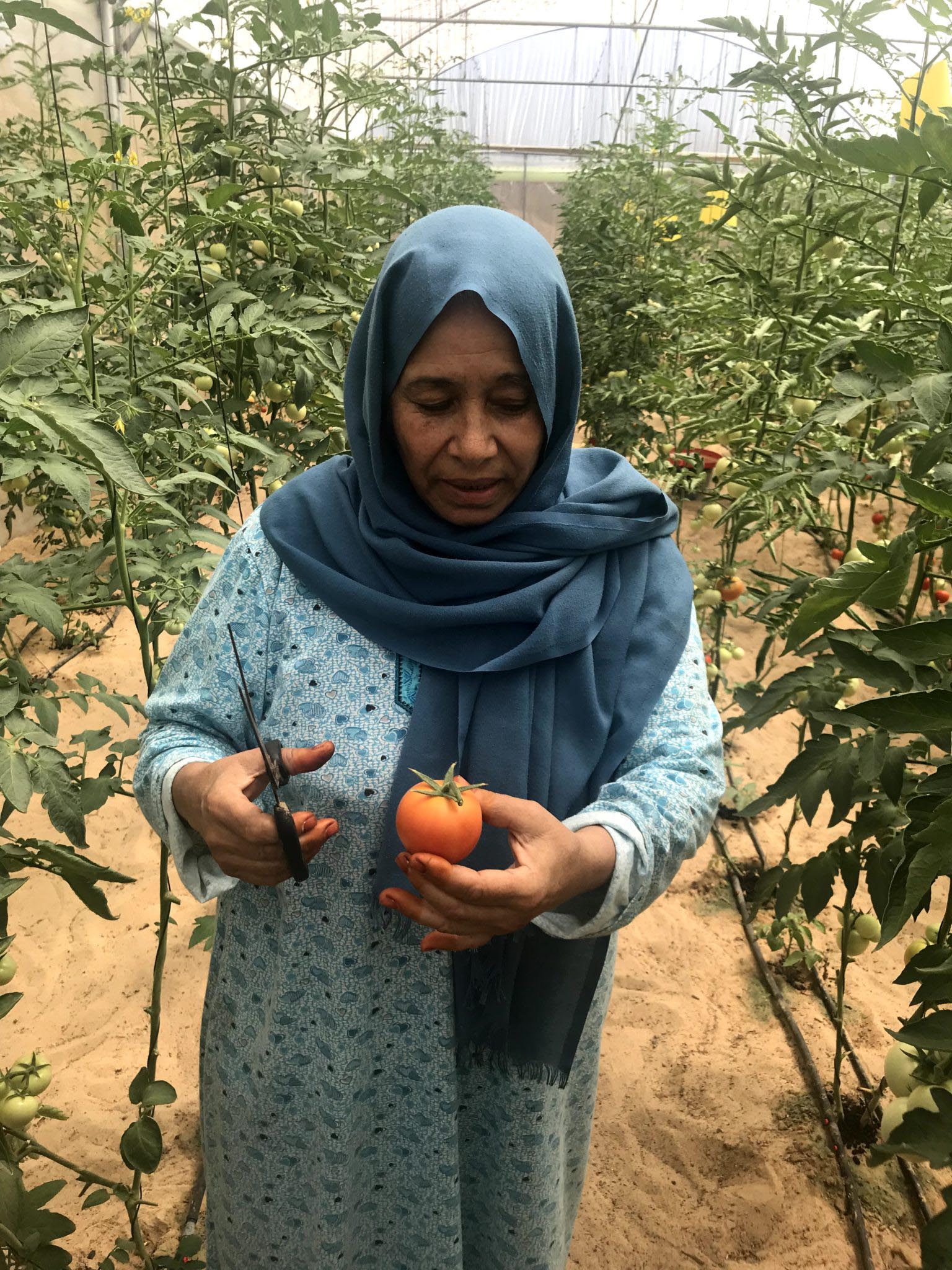 Um Nader with her tomatoes