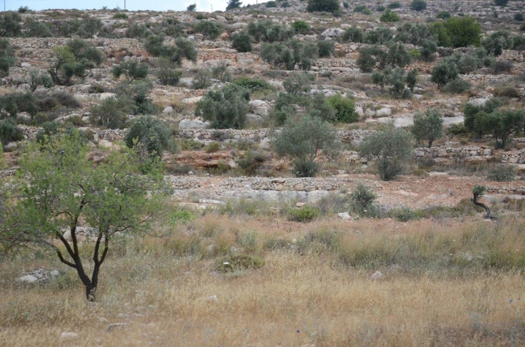 The-quintessential-West-Bank-scene-terraced-hills-and-olive-trees.-1024x677.jpg