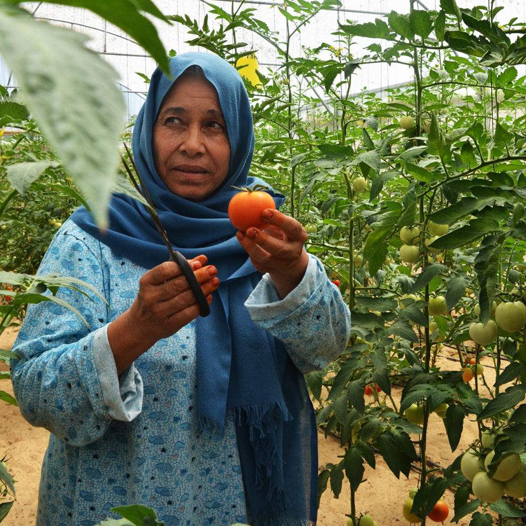 Um Nader, a 61 year-old farmer in Gaza who benefits from an Anera greenhouse.