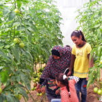 A Family in Gaza Using Their Anera Supplied Greenhouse