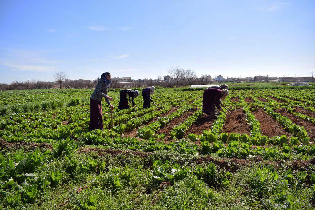 Women farmers in Amina's hometown.