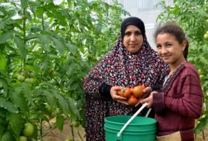 Gaza mother and daughter pick tomatoes in their Anera-built greenhouse.