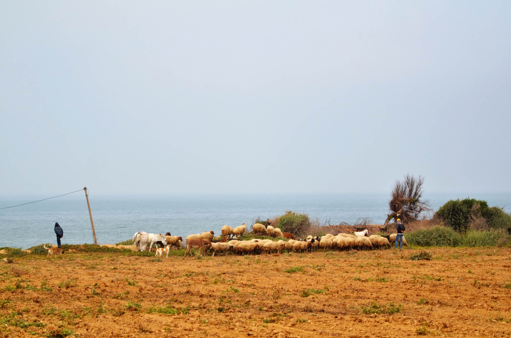 Amena likes to watch the local shepherds while taking a walk after working.