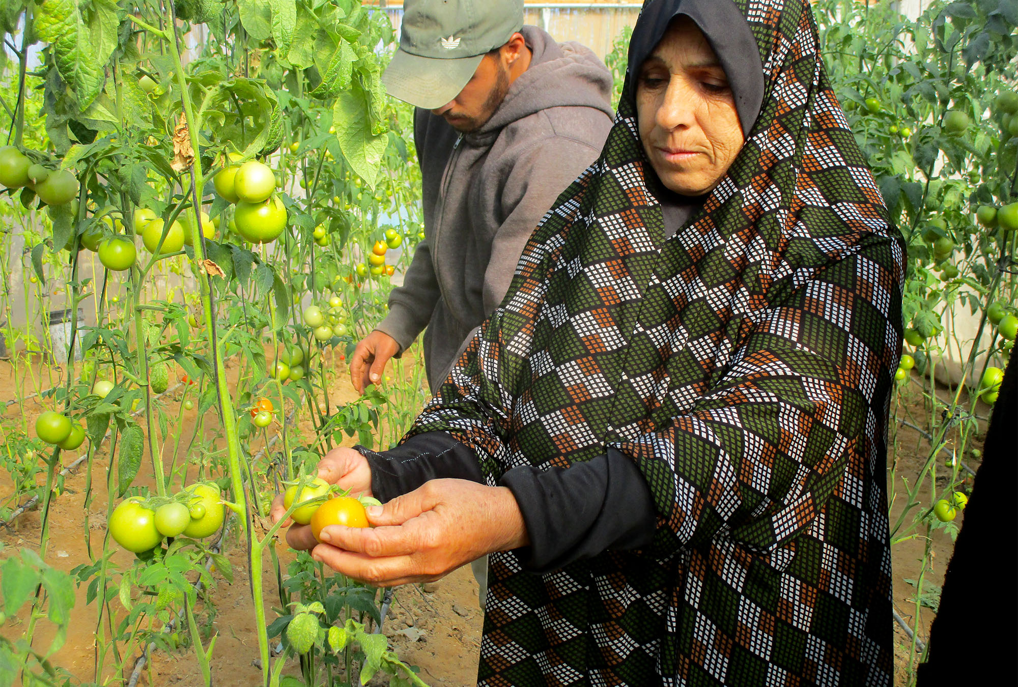 Nada shows off a growing tomato inside her Anera-built greenhouse in Zawayda, Gaza.