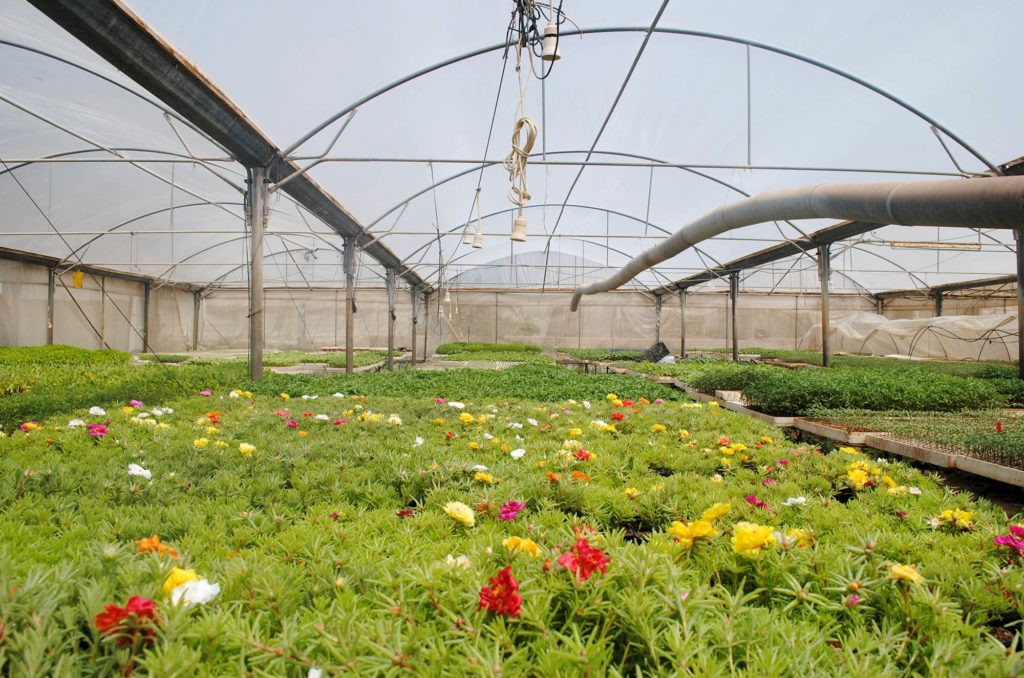 Thinnabeh cooperative seedlings