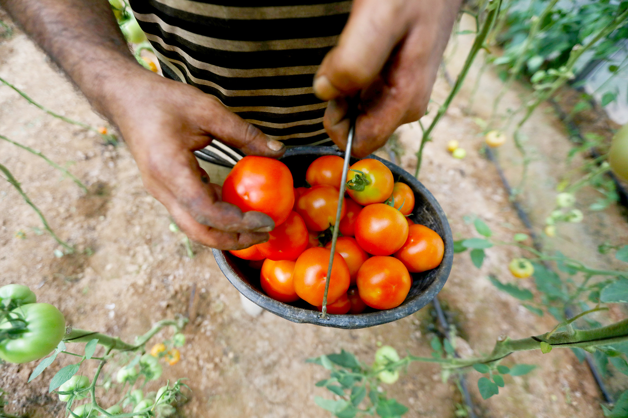 Fresh tomatos grown in Fadel and Linda's greenhouse in Beit Lahia, Gaza.