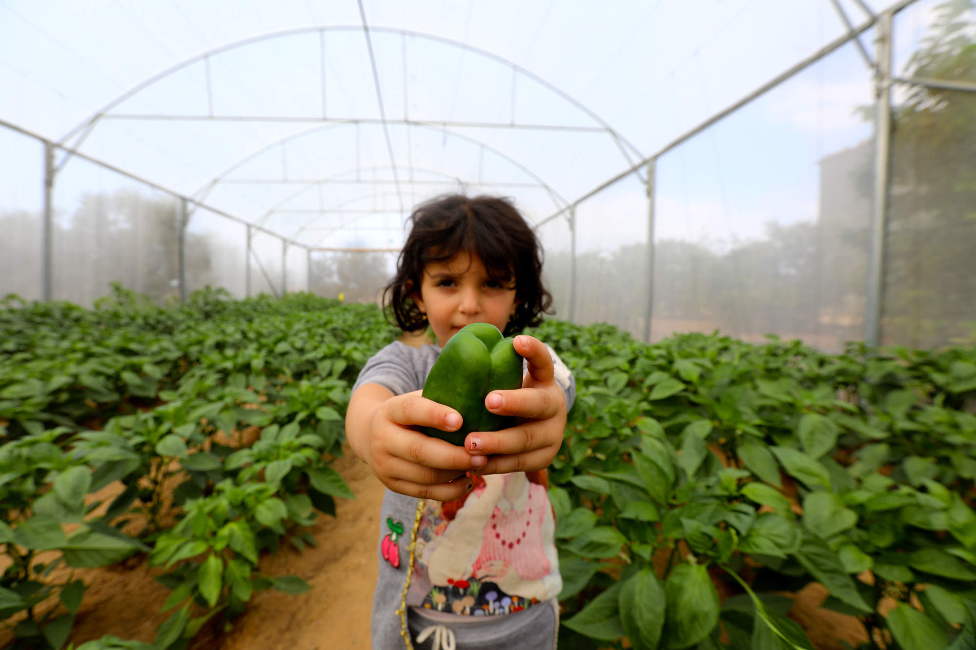Ahlam, 3, holds a freshly picked sweet pepper for her family's greenhouse.