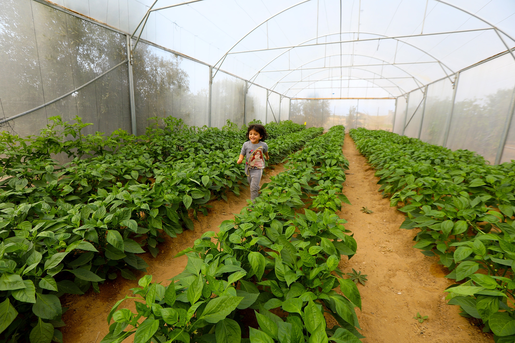 Ahlam, named after her grandmother, runs through the family greenhouse.