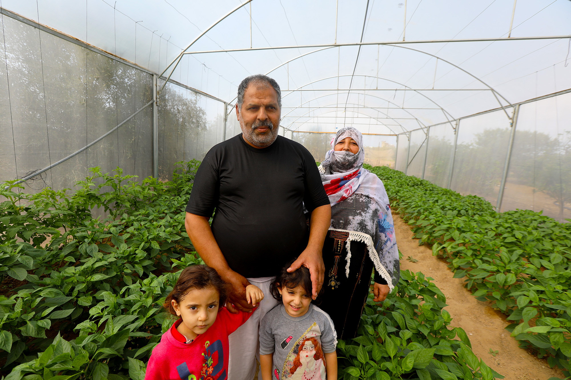 Ibrahim is growing sweet peppers in his new greenhouse. His grandmother, Ahlam, and two of his daughters, Samira and Ahlam, are helping with the harvest today.