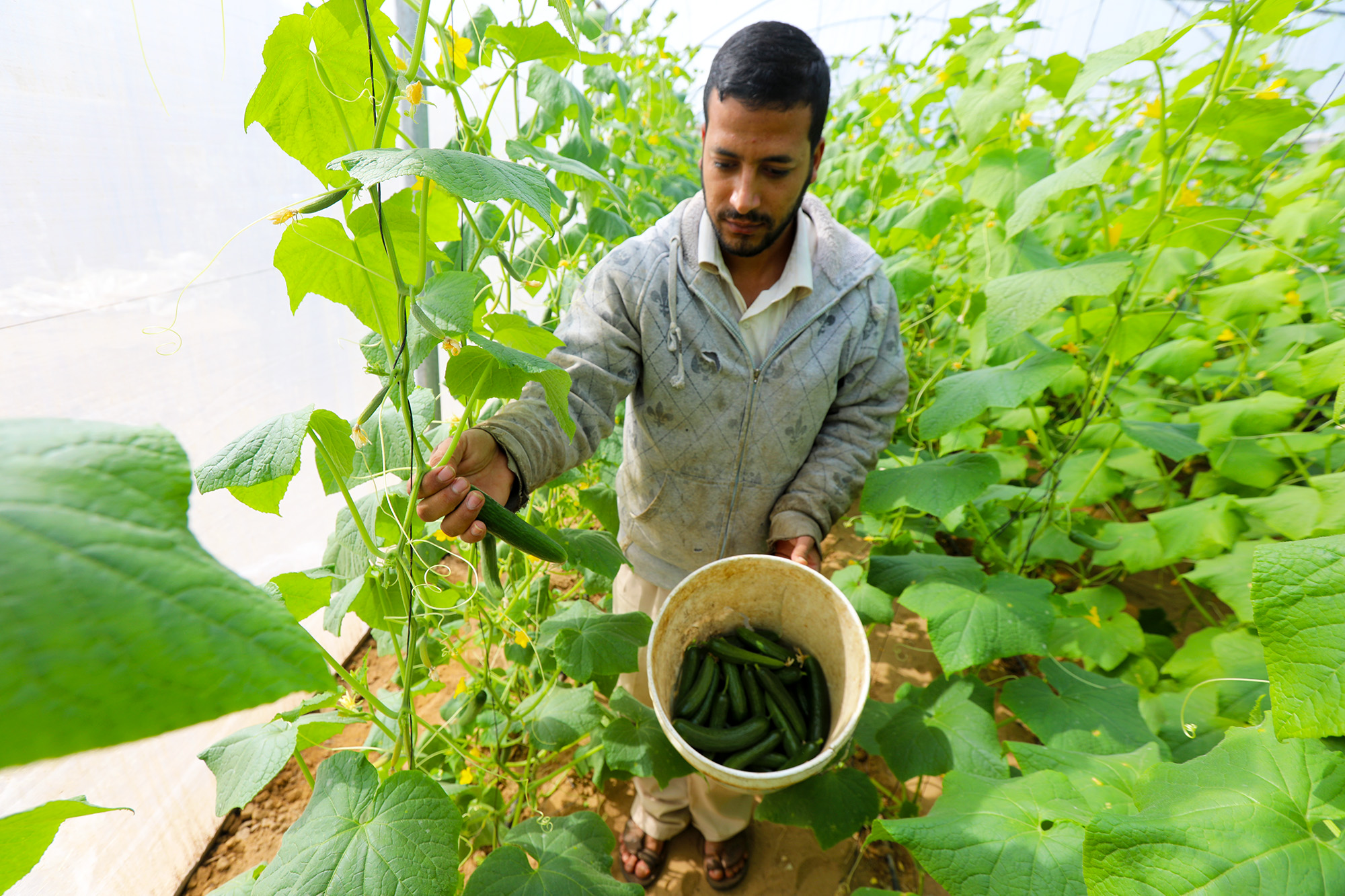 Wael picks his first harvest of cucumbers in his new greenhouse.